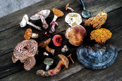 Can Mushrooms Boost Your Energy Levels?