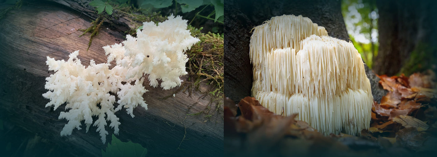 coral tooth fungus vs lions mane