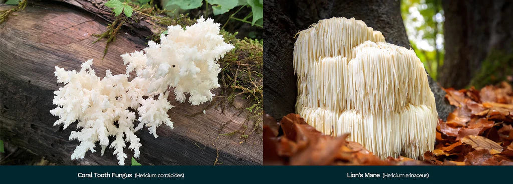 Why Is Hericium Erinaceus Better For You Than Hericium Coralloides?