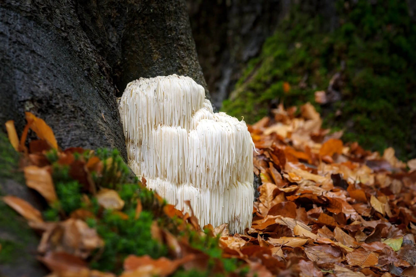 Why is Lion's Mane Mushroom Good For You?
