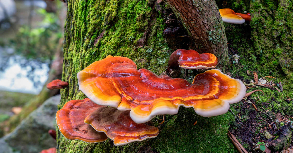 Why is Reishi Good For You?