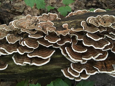 Why Are Turkey Tail Mushrooms Good For You?